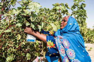 Koubra Mahamat Abakar, 44 years old, and her daughters harvest fresh fruit and vegetables in her community garden based in Kournan village, Chad. Photo by Michael Stulman/CRS